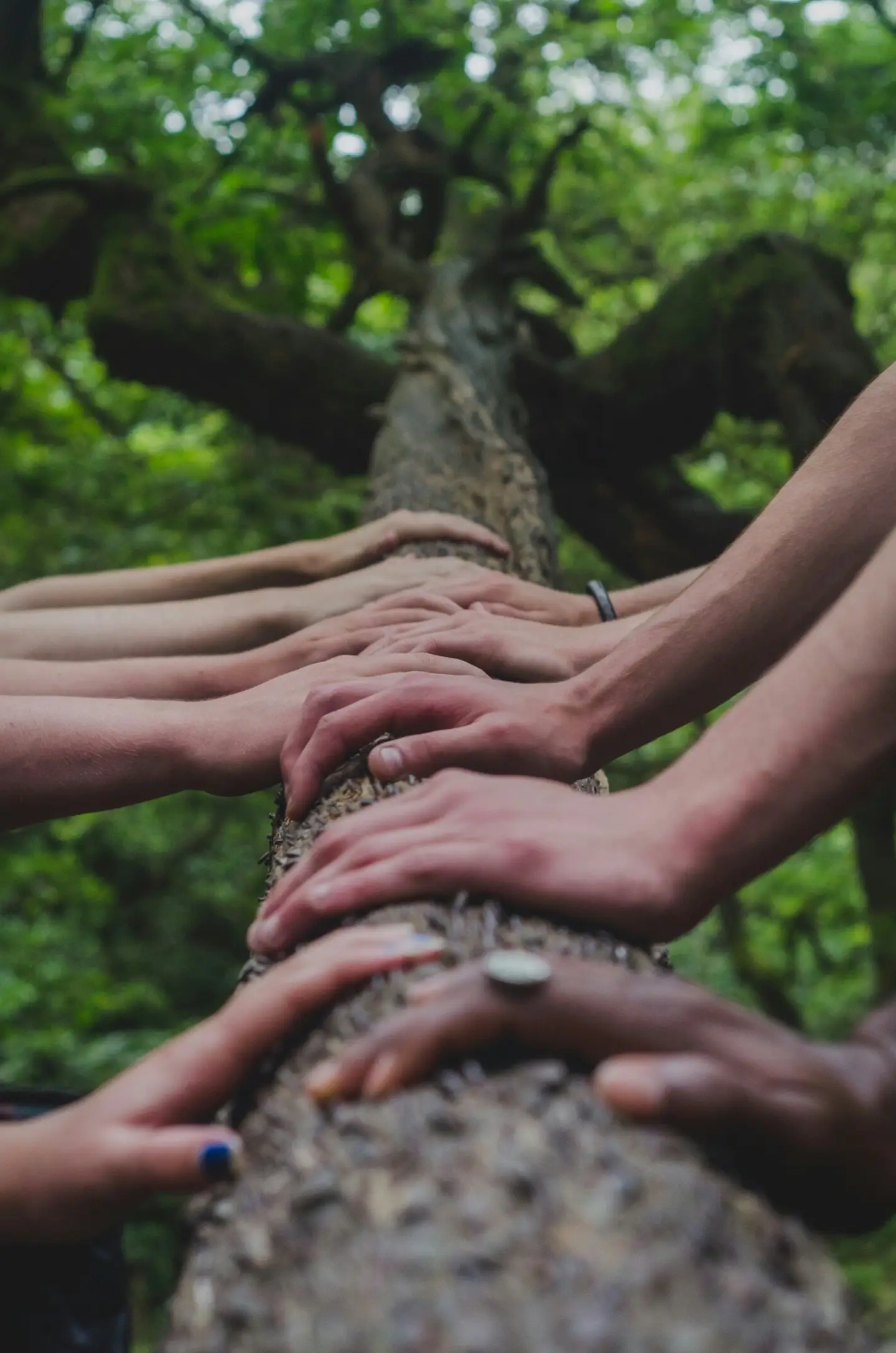 hands on tree branch